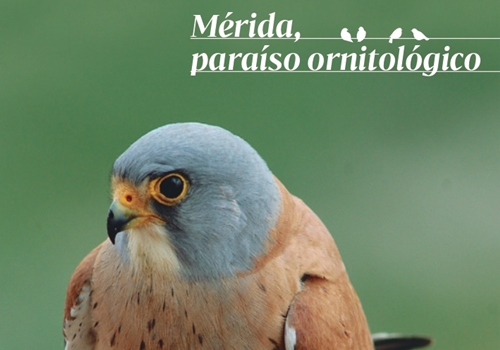 guia-ornitologica